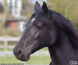 Puzzle Το κεφάλι μαύρο άλογο